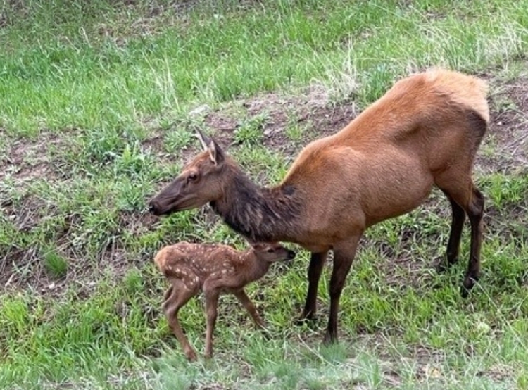 Cow elk and calf